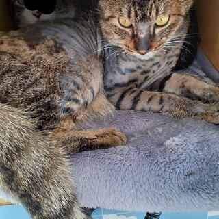 脱毛が落ち着き生え始めました