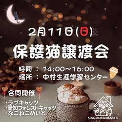 名古屋 保護猫譲渡会