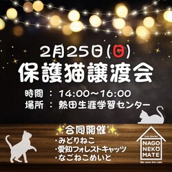 名古屋 保護猫譲渡会