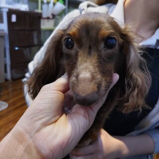 緊急募集です。