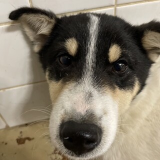 処分対象　収容期限1/23迄