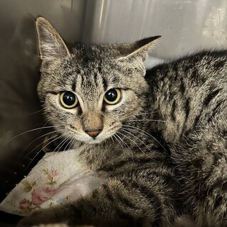 里親決定。アッサム君