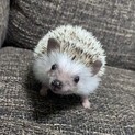 ハリネズミ里親募集