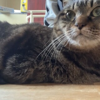 甘えん坊の老猫ミイちゃん 