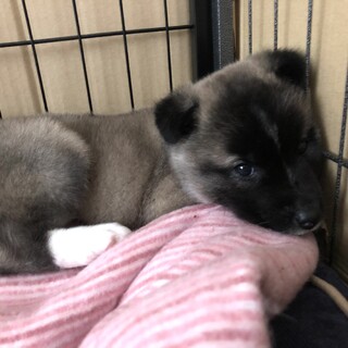 保健所レスキュー2か月位♂小さい野犬の純君