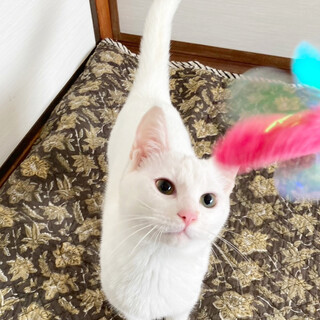 スーパー甘えん坊！マシュマロ王子イケメン