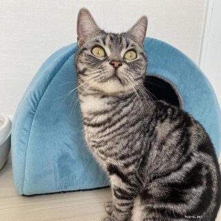 人馴れ抜群アメショーの女の子　あーちゃん