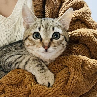 【3/31芝浦】お顔もお目めもまんまる★こむぎ