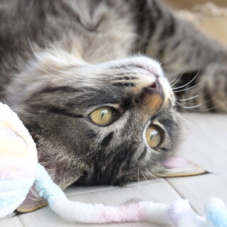 可愛い兄弟猫の「おいり」と「おもち」