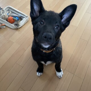 天真爛漫な男の子えいと❤️野犬にも家族を