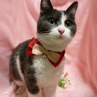 なれなれ♪丸顔のグレー白『まるちゃん』１歳