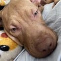 ピットブル1歳オス。甘えん坊です。