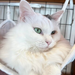 ◆ミルちゃん◆ミルクのような真っ白ふわふわな女の子