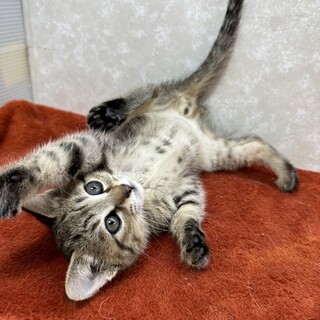 ダヤントリオの頭脳明晰‼️優等生ボーイ❤ジタン