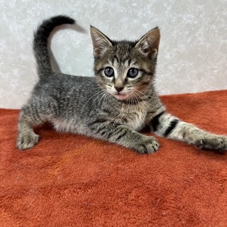 ダヤントリオの紅一点キュートガール❤バニラ