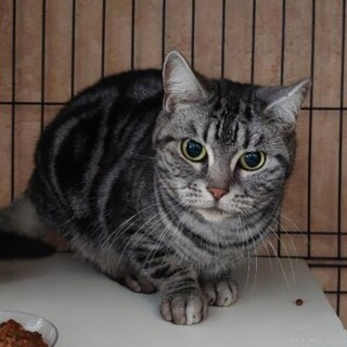 ちょっとシャイで陽気な　きーちゃん