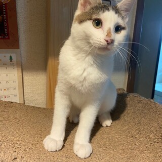 前髪と目尻のアイラインが可愛い