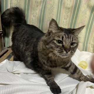 長毛好き！甘えん坊で人が大好き初心者に最適❤美歩