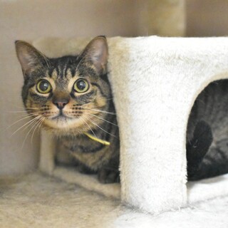 甘えん坊のシマ