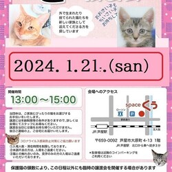 臨時♪ 猫の譲渡会 in 芦屋市