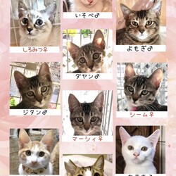 「1月21日(日)　島忠ホームズ所沢店譲渡会！」サムネイル2