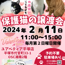 保護猫の譲渡会