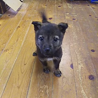 保健所救出犬！里親様緊急募集！！