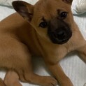 人が大好き甘えん坊かりんちゃんの家族を探しています