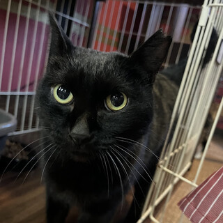 フォルムがキュートなまやちゃん