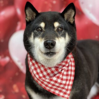 黒柴のあすかちゃん