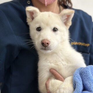 とても可愛いいアンドルー