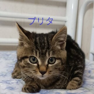 声が小さい男の子