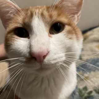 猫を救ってくださる方へ　期限2024/07/31