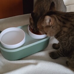 トラビス、チャッピー保護日記3