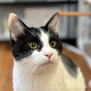 ムッチムチの甘えん坊♡　ティモシー♂