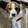 ブラウニー