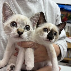 【子猫参加♡保護猫譲渡会】南中野地域ねこの会 サムネイル2