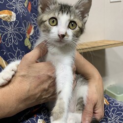 【子猫参加♡保護猫譲渡会】南中野地域ねこの会 サムネイル3