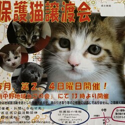 【子猫参加♡保護猫譲渡会】南中野地域ねこの会