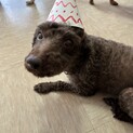 穏やかで温厚なプードルのチャチャちゃん