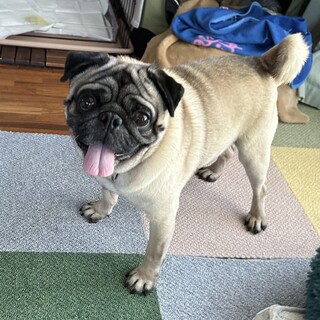 天然系温厚なパグのチョロ助