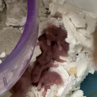 ハムスター 赤ちゃん