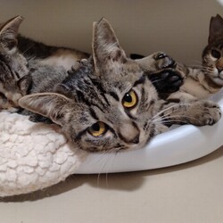 「１月２１日譲渡会参加猫①」サムネイル2