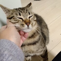 「１月２１日譲渡会参加猫①」サムネイル3