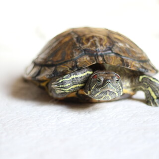 人懐こいミシシッピアカミミガメ