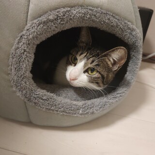 10ヶ月もと野良猫、雌、キジトラ、整備無料送り