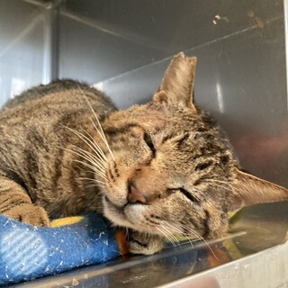 エイズ陽性・去勢済みオス・推定10才のトラちゃん