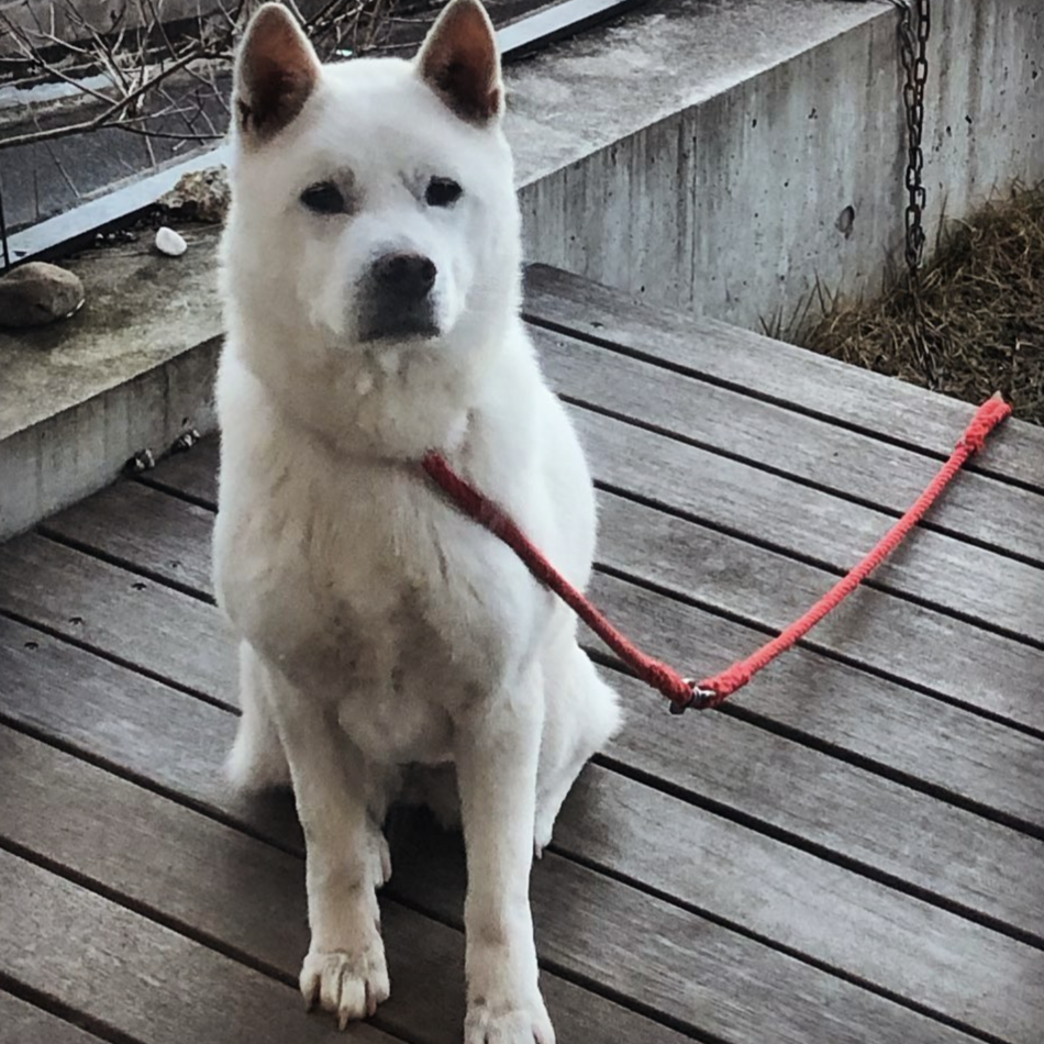 モロのカバー写真