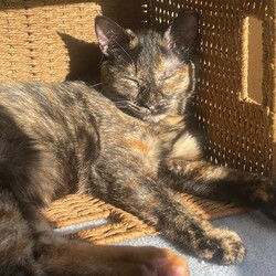 「１月２１日譲渡会参加猫②」サムネイル2