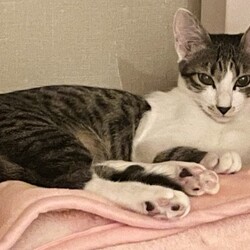 「１月２１日譲渡会参加猫②」サムネイル3